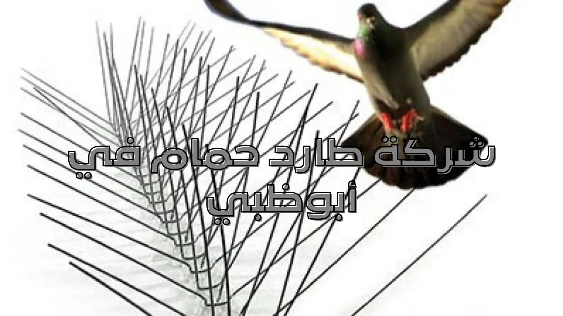 شركة طارد حمام في أبوظبي